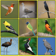 程序图标：South American Birds