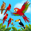أيقونة البرنامج: Bird sorting color match …