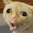 Icon of program: Animated Stickers Memes S…