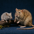 プログラムのアイコン：Mouse and Rat Sounds