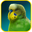 プログラムのアイコン：Budgie Wallpapers