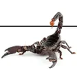 Иконка программы: Scorpion Wallpaper