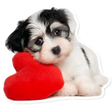 Icon of program: WAStickerApps Dog meme D…