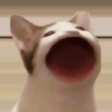 Ikon program: POPCAT