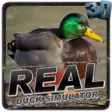 Real Duck Simulator