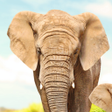 プログラムのアイコン：Animal flashcard & sounds…
