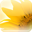 Icon of program: StudioLine Photo