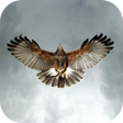 程序图标：Eagle Live Wallpaper