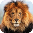 程序图标：Lion HD Live Wallpaper