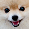 程序图标：Spitz live wallpaper