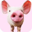 程序图标：Pig Sounds