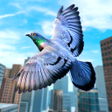 Ikon program: Wild Pigeon Bird City Sim…