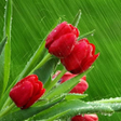 プログラムのアイコン：Tulips Flowers Wallpapers…