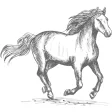 Horse Racing Live News