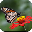 Icon of program: HD Butterfly Wallpaper