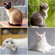 Icoon van programma: Cat breed identifier