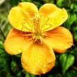プログラムのアイコン：Floramations Oracle Cards