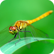 Icon of program: Dragonfly Wallpaper