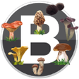 程序图标：Boletaires: Todo sobre la…