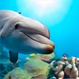 Icon of program: Whales and Dolphins PREMI…