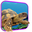 Icon of program: Turtle 3D Live Wallpaper