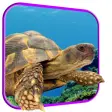 Turtle 3D Live Wallpaper