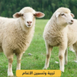 程序图标：Sheep breeding and fatten…