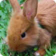 Programikonen: Baby Rabbit Wallpaper