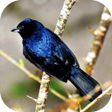程序图标：Bird songs tiziu brazil