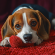 Programın simgesi: Hound Dog Simulator