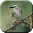 プログラムのアイコン：Suara Burung Trucukan Pik…