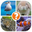 Иконка программы: Animals Quiz - Word Pics …