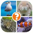 Animals Quiz - Word Pics Game