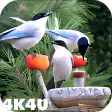 4K Garden Birds Video Live Wallpaper