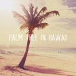 プログラムのアイコン：Palm Tree in Hawaii  Them…