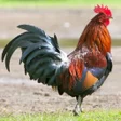 程序图标：Rooster sounds free
