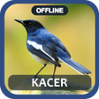 masteran kacer juara full isi icon