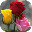 プログラムのアイコン：Flowers and Roses GIF Ima…