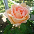 程序图标：Guess the Flower: Tile Pu…