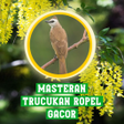 程序图标：Masteran Trucukan Ropel G…