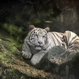 Иконка программы: Tiger Live Wallpaper