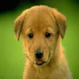 Biểu tượng của chương trình: Animal Sounds
