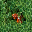 Icona del programma: Clownfish Wallpaper