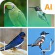 Ikon program: Bird identifier