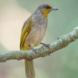 程序图标：Stripe-throated bulbul bi…