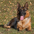 Icon of program: German Shepherd Dog Wallp…
