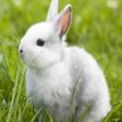 程序图标：Cute Rabbit Live Wallpepe…