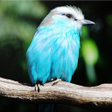 Icon of program: Bird Identification