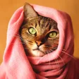 程序图标：Cats Wallpapers