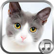 Icoon van programma: Cat Ringtone Sounds
